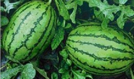 黑网料吃瓜网免费,免费获取独家内幕，揭秘娱乐圈幕后真相