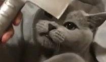 吃瓜娱乐圈懒猫儿,揭秘明星幕后故事